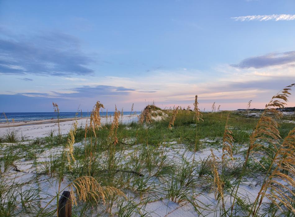 Sea oats in the foreground and white sand and blue waters in the distance.